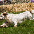 Clumber Spaniel