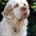 Clumber Spaniel