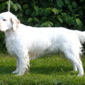 Clumber Spaniel