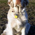 Clumber Spaniel