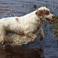 Clumber Spaniel
