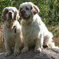 Clumber Spaniel