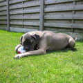 Cane Corso