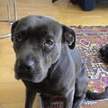 Cane Corso