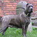 Cane Corso