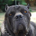 Cane Corso