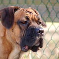 Cane Corso