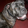 Cane Corso