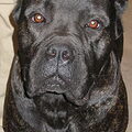 Cane Corso