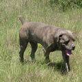 Cane Corso