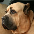 Cane Corso