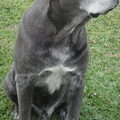 Cane Corso