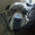 Cane Corso