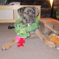 Cane Corso