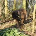 Boraya in het bos :)