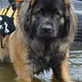 Leonberger