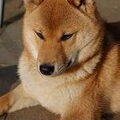 Shiba Inu