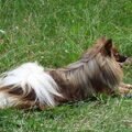 Keeshond, Middenslag