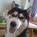 Siberische Husky