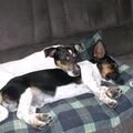 Jack Russell Terrier