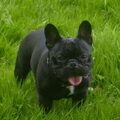 Franse Bulldog