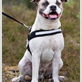 American Staffordshire Terrier
