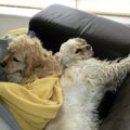 Amerikaanse Cockerspaniel