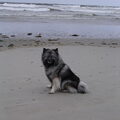 Keeshond, Grijze