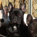 Franse Bulldog