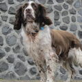 Engelse Springer Spaniel