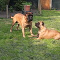 Bullmastiff