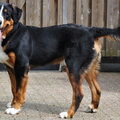 Grote Zwitserse Sennenhond