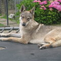 Tsjechoslowaakse Wolfhond