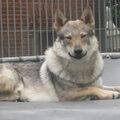 Tsjechoslowaakse Wolfhond