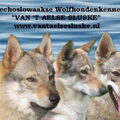Tsjechoslowaakse Wolfhond