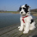 Tibetaanse Terrier
