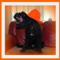 Barbet