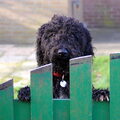 Barbet