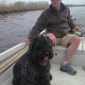 Bouvier des Flandres