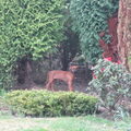 Rhodesian Ridgeback