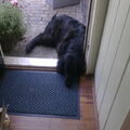 Flatcoated Retriever