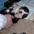 Berner Sennenhond