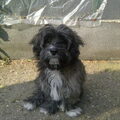 Tibetaanse Terrier