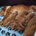 Nova Scotia Duck Tolling Retriever