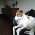 Barzoi