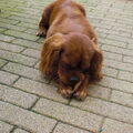 Cavalier King Charles Spaniel