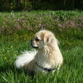 Tibetaanse Spaniel