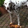 Dalmatische hond