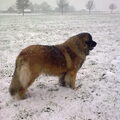 Leonberger