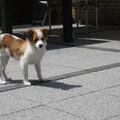 Kooikerhondje